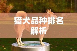 猎犬品种排名解析。  第1张