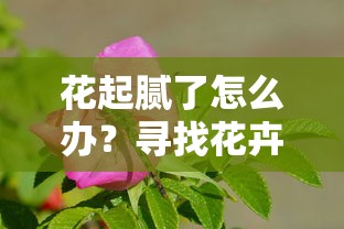 如何为花卉养护注入新鲜感，花起腻了怎么办？  第1张