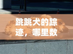 跳跳犬踪迹最多的地方是哪里？  第1张