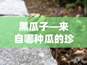 黑瓜子—来自西瓜的珍品  第1张