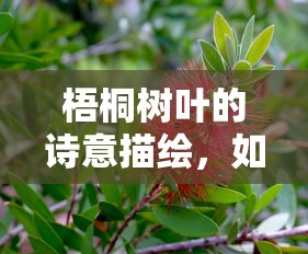 梧桐叶的诗意画卷，自然之喻的诗篇  第1张