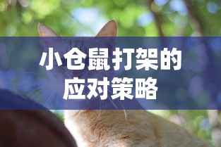 小仓鼠打架的应对策略  第1张