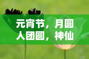 IMToken钱包地址作为挖矿地址的探讨  第1张
