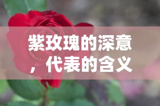 紫玫瑰的深意与代表的含义  第1张