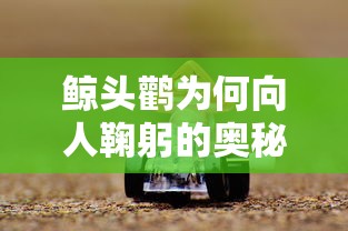 鲸头鹳的神秘鞠躬之谜  第1张