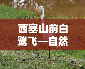 西塞山前白鹭飞，自然与和谐共舞的诗意  第1张