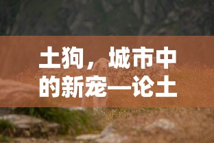 土狗，城市中的新宠宠物狗的绝佳选择  第1张