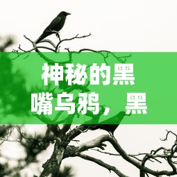神秘黑嘴乌鸦，黑色黄嘴鸟类的探秘之旅  第1张