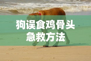 狗误食鸡骨头急救方法  第1张