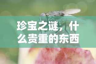 珍宝之谜，贵重之物易失踪的秘密  第1张