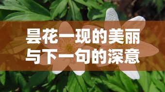 昙花一现的美丽与时间的深意  第1张