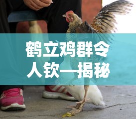揭秘生肖之谜，鹤立鸡群令人钦  第1张