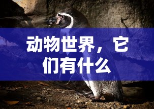 动物世界的奇妙多样性，它们有什么？  第1张