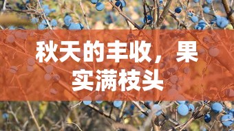 秋日丰收，果实满枝头  第1张