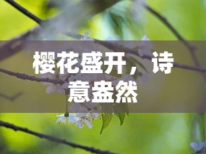 樱花盛开，诗意满园  第1张