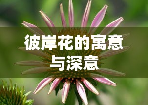 彼岸花的寓意与深意，永恒的思念与离别的哀愁  第1张