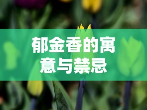 郁金香的寓意与禁忌  第1张
