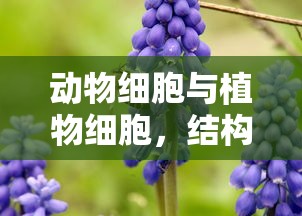 动物细胞与植物细胞，结构与功能的独特差异  第1张