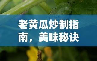 老黄瓜炒制秘诀，美味佳肴的烹饪指南  第1张