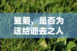 雏菊，是否为送给逝去之人的花朵？  第1张
