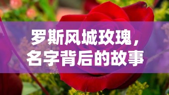 罗斯风城玫瑰，名字背后的故事与魅力  第1张