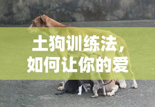 土狗训练法，如何让你的爱犬变得更听话  第1张