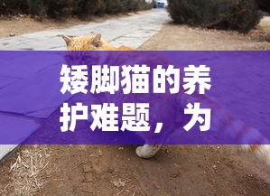 矮脚猫的养护难题，为何需谨慎考虑养育矮脚猫？  第1张