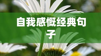 经典自我感慨句子，人生路漫漫，感悟于心间。  第1张