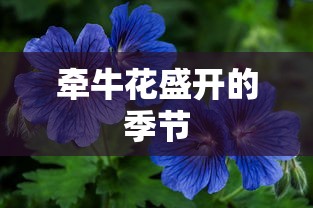 牵牛花盛开季的美丽绽放  第1张