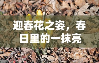 春日亮丽之迎春花姿  第1张