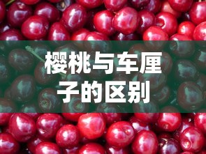 樱桃与车厘子的区别  第1张