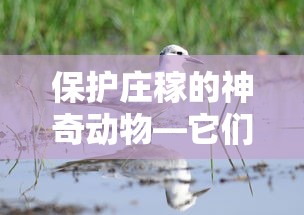 神奇动物守护农田，保护庄稼的秘密力量  第1张