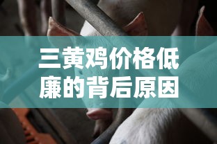三黄鸡价格低廉的背后原因分析  第1张