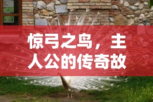 惊弓之鸟，主人公的传奇故事  第1张