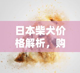 日本柴犬价格解析，购买一条柴犬需要多少人民币？  第1张