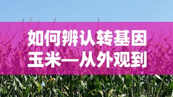 转基因玉米的辨认方法，从外观到科学检测的全面解析  第1张