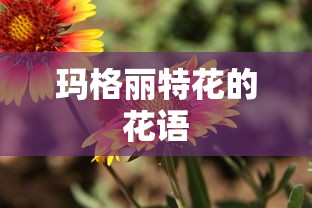 玛格丽特花的花语  第1张