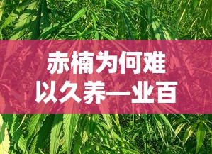 赤楠难以久养的业百科解析  第1张