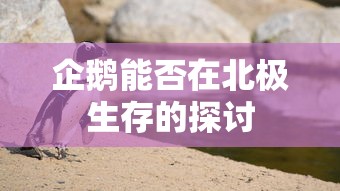 企鹅在北极能否生存的探讨  第1张