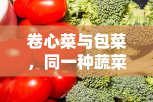 卷心菜与包菜，同根异名蔬菜的探讨  第1张