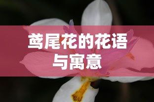 鸢尾花的花语与寓意  第1张