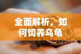 全面解析，乌龟饲养全攻略  第1张
