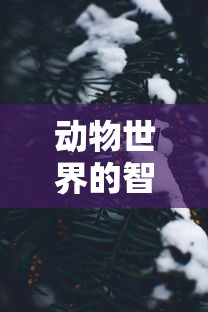 动物世界的智慧，如何巧妙应对寒冷的冬季  第1张
