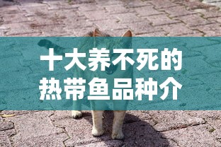 长城哈弗m4怎么样质量  第1张