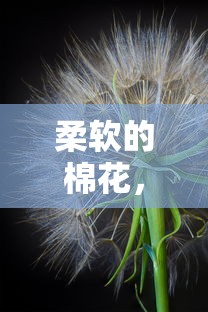 从农田到生活的奇迹，柔软的棉花之旅  第1张