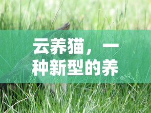 云养猫，新型的养猫体验  第1张