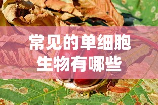 常见的单细胞生物包括，细菌、蓝藻、酵母菌、原生动物等。  第1张