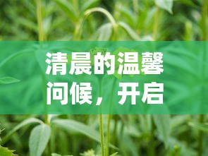 华为8plus手机壳  第1张