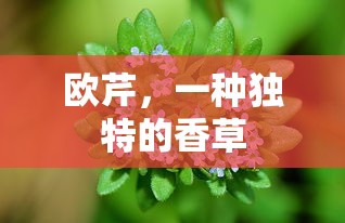 排量大小有什么区别  第1张