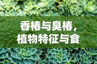 香椿与臭椿，植物特征与食用价值的深度解析  第1张